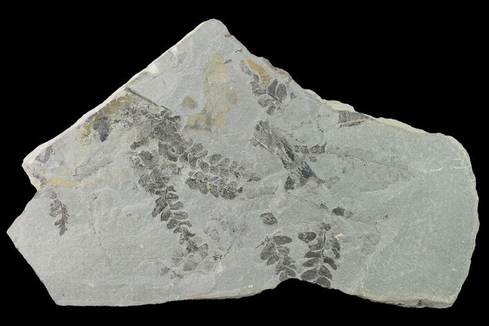 Fossil Flora (Neuropteris & Sphenophyllum) Plate - Kentucky #142423
